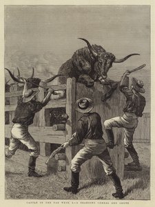 Bovini nel Far West, I, un recinto di marchiatura e Shute